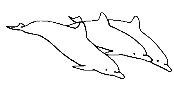 Coloriage Dauphins