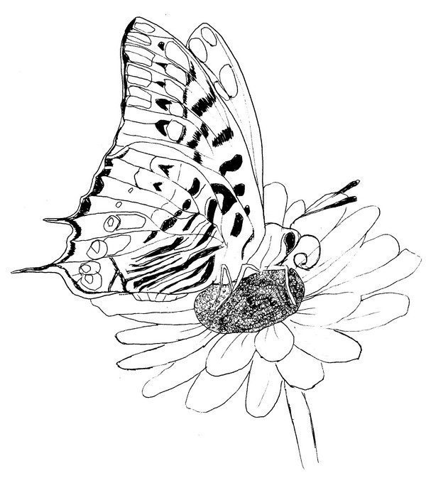 Dibujo para colorear Mariposas