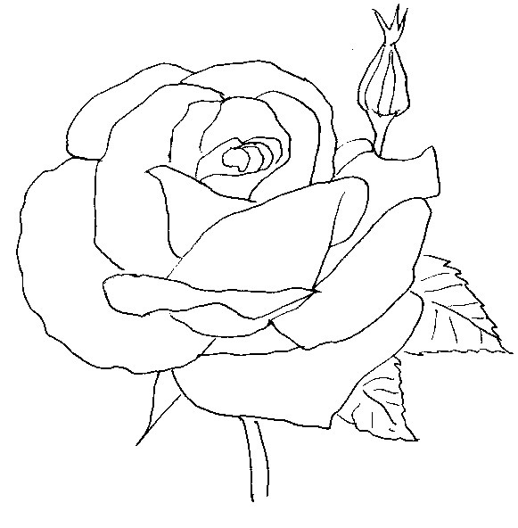 Coloriage Rose - Fleurs