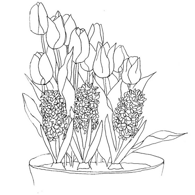 Coloriage Jacinthes et Tulipes - Fleurs