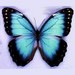 Coloriages Papillons