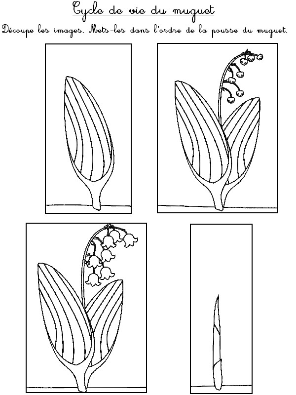 Mets les images dans l'ordre de la pousse du muguet. - Activites maternelle Muguet 1er mai