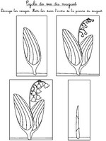 Jeu Mets les images dans l'ordre de la pousse du muguet.